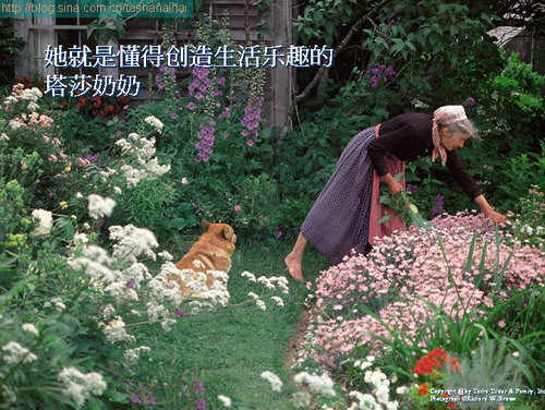 【整理典藏】塔莎奶奶的美好生活 - 風(fēng)鈴草 - 風(fēng)鈴草の安心若素居