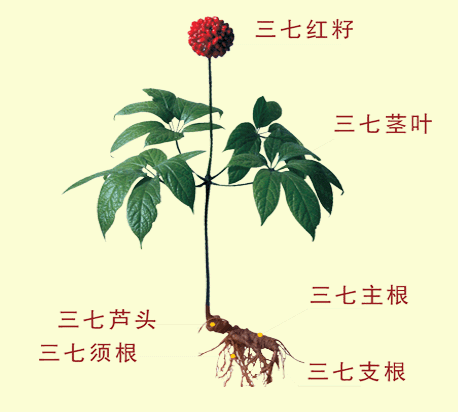 《三七粉的功效、作用及用法》 - 快樂大衛(wèi)393890656 - 快樂大衛(wèi)393890656的博客 三七粉的功效、作用及用法 - 夢回故鄉(xiāng) - 夢回故鄉(xiāng)